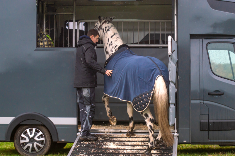 Hochwertiger Pferdetransport vom Profi Brandenburg