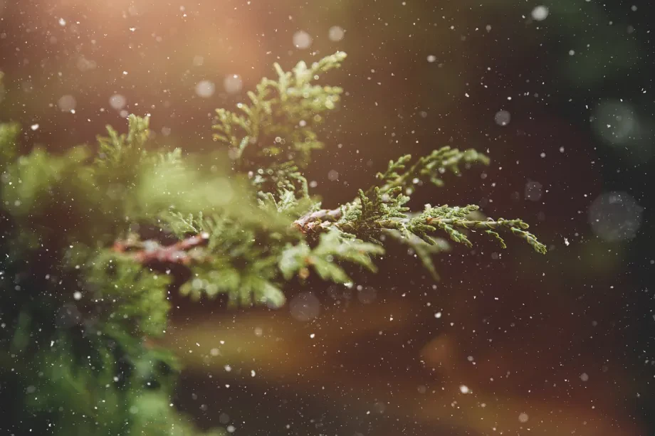 So wird der Weihnachtsbaum umweltfreundlich