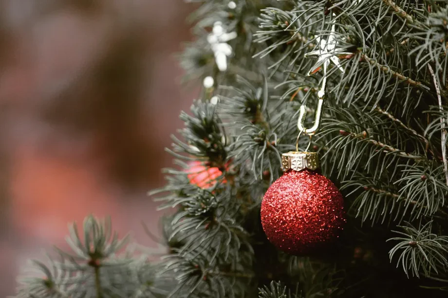 So gelingt ein Weihnachtsbaum umweltfreundlich