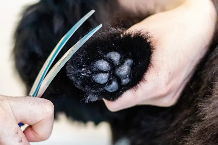 Was bedeutet professioneller Groomer Deutschland?