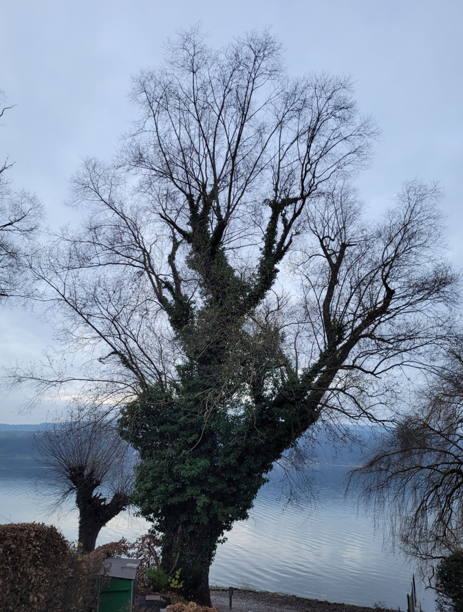 Professionelle Baumpflege und Baumfällung