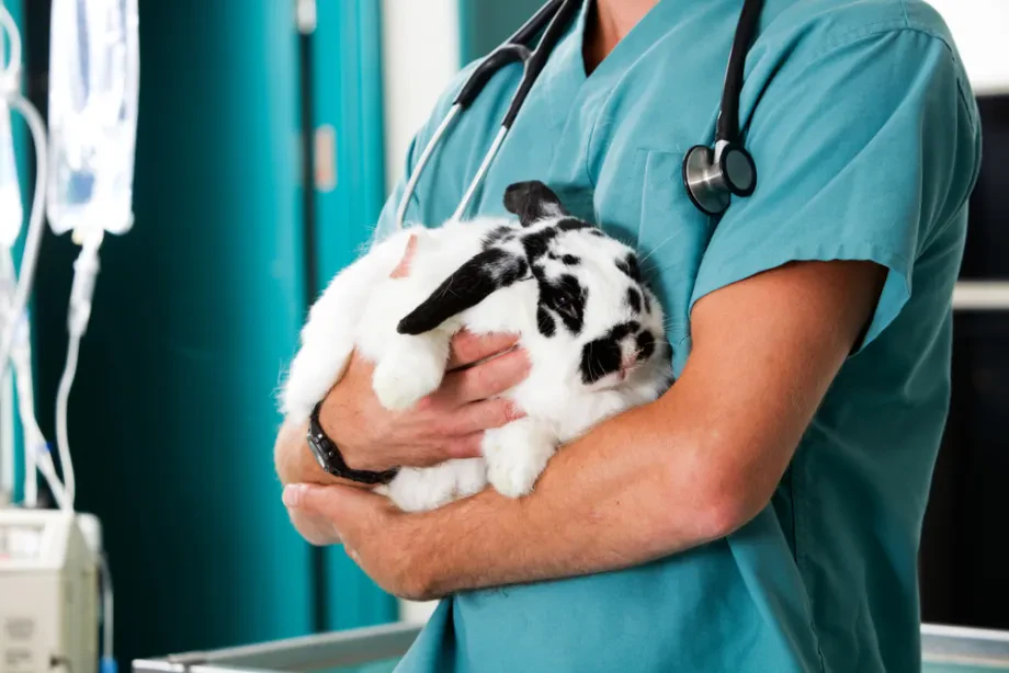 Die Zukunft des Tierarztbesuches