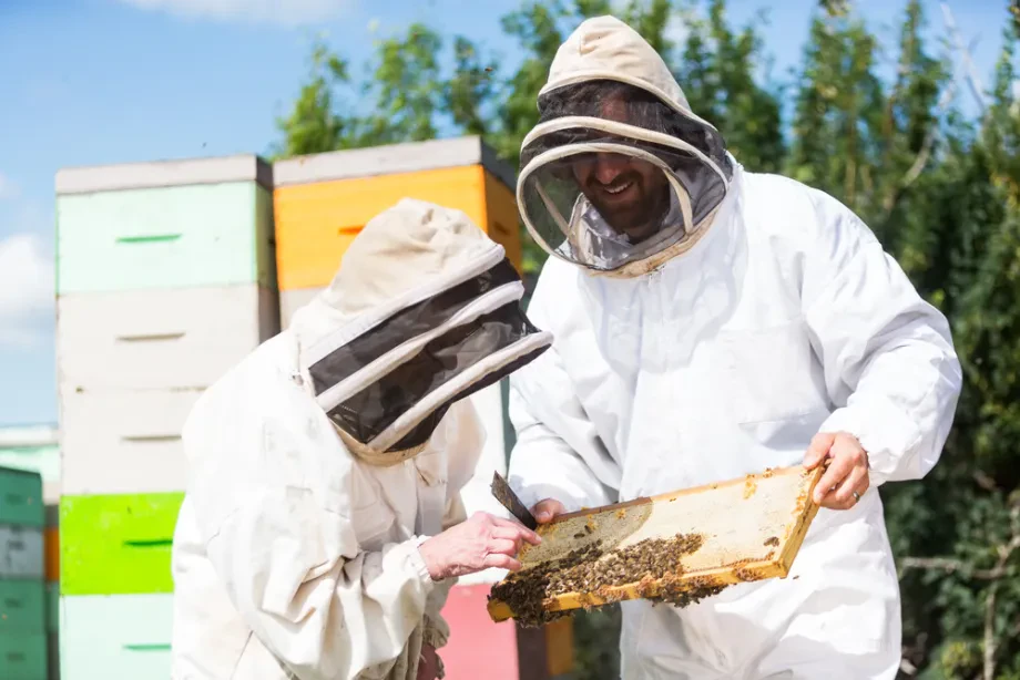 Wie man Bienenpflege mit Verantwortung verbindet