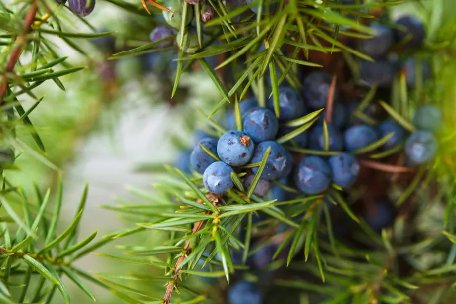 Wachstum und Rückschnitt im Rahmen von Beeren im Garten pflanzen
