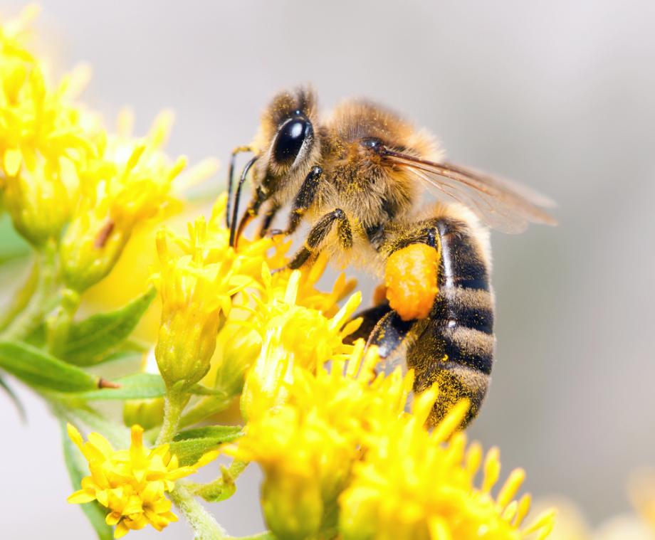 Standort und Struktur für bienenfreundliche Blumen im Garten