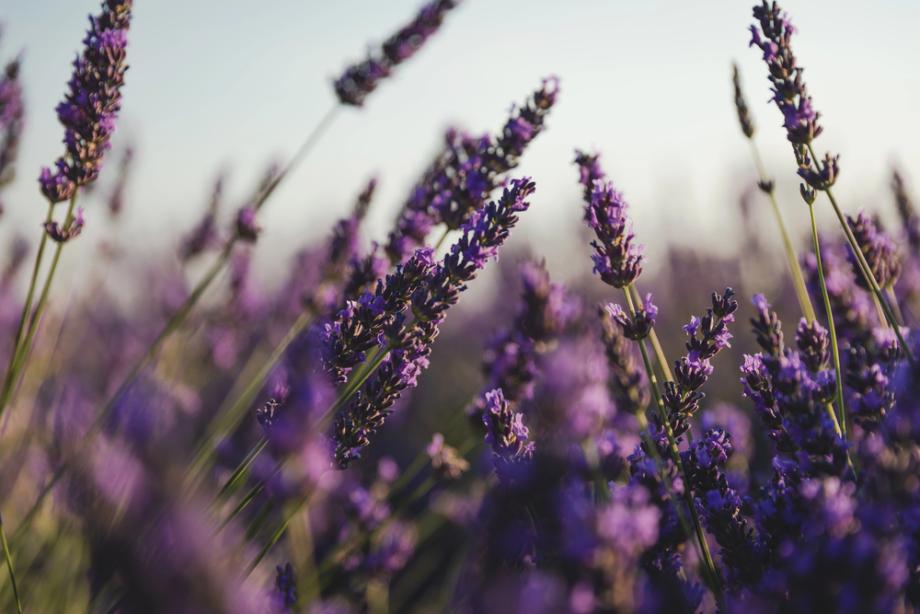 Pflanztechnik und Pflege für bienenfördernde Gartenpflanzen