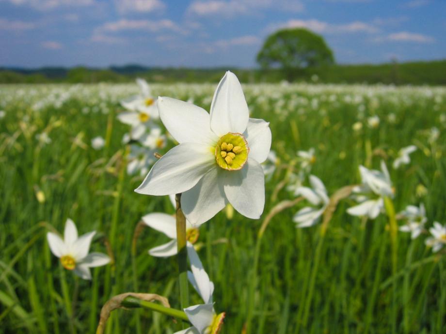 Sortenwahl und Gestaltung mit bienenfreundlichen Blumen im Garten