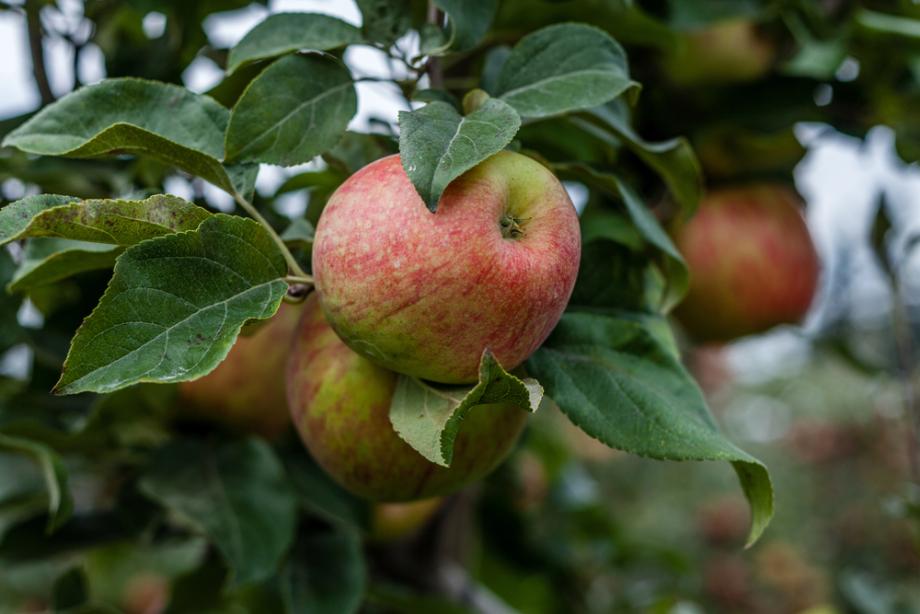 Pflanztechnik und erste Pflegeschritte für junge Obstbäume