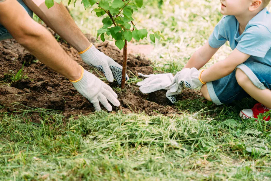 Nachhaltigkeit und Obstbaumkultur im Gartenalltag