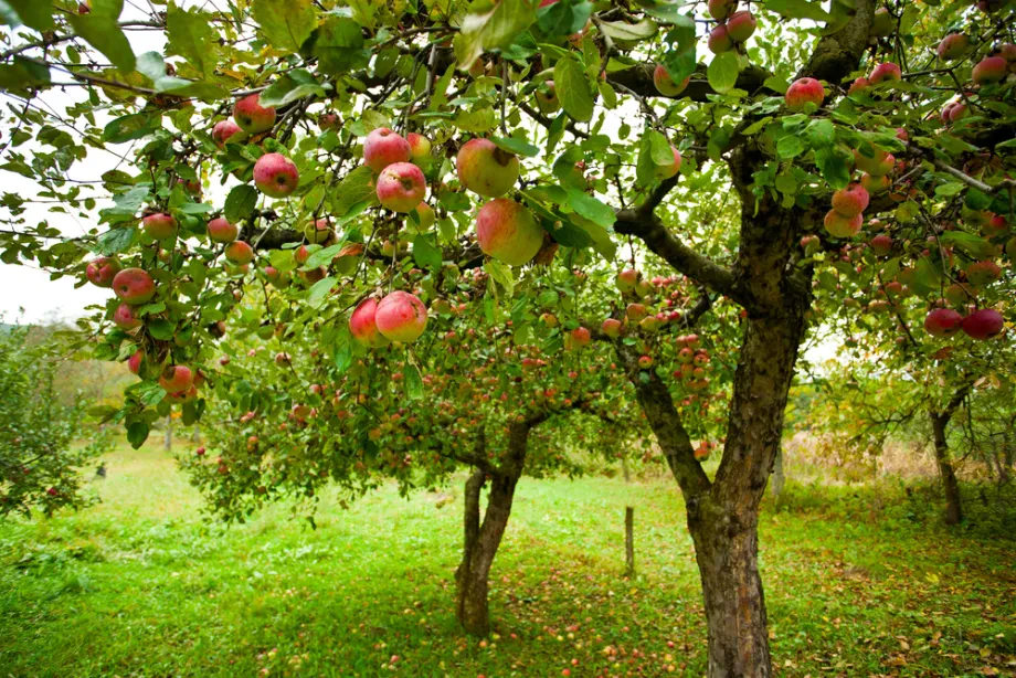 Wasserführung und Jahresrhythmus bei der Obstbaumpflanzung