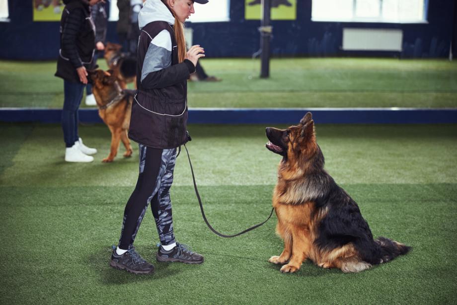 Hundeerziehung als Grundlage für Vertrauen