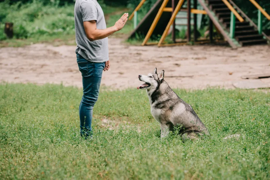 Hundeschule als bewusster Schritt in eine stabile Beziehung