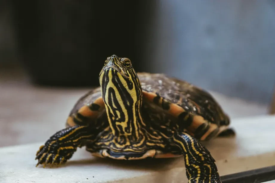 Emotionale Begleitung mit Reptilien Tierarzt Notdienst 