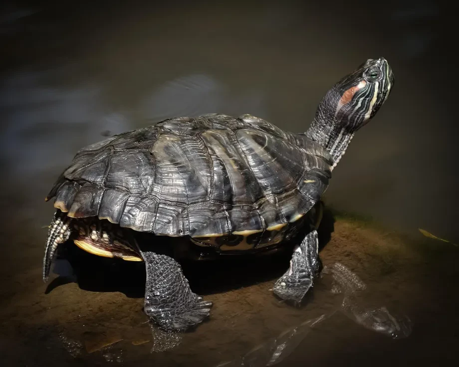 Hinweise für den Reptilien Tierarzt Notdienst