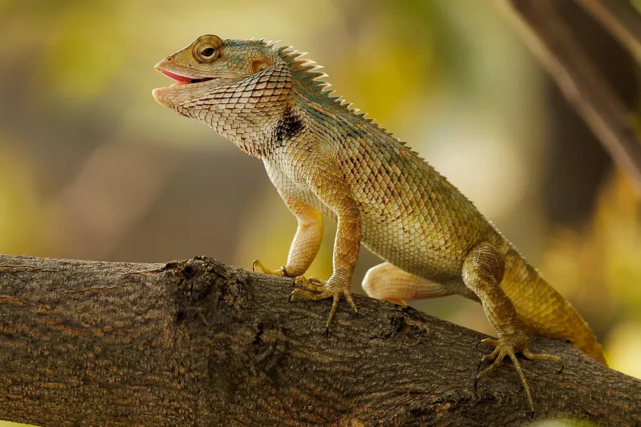 Strukturierter Ablauf bei Reptilien Tierarzt Notdienst