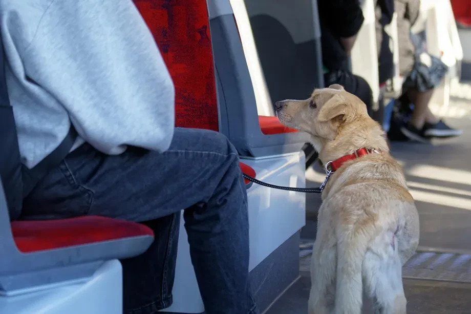Professionelle Tiertransporte im längeren Streckenverkehr
