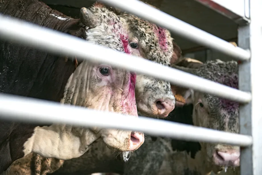 Praktische Aspekte sicherer Tiertransporte