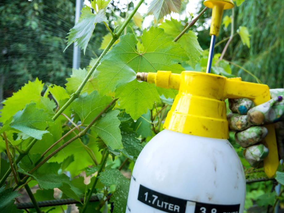 Natürlicher Schädlingsbefall und seine stillen Warnsignale