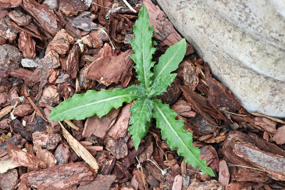 Chemische Mittel gezielt und verantwortungsvoll gegen Schädlinge im Garten einsetzen