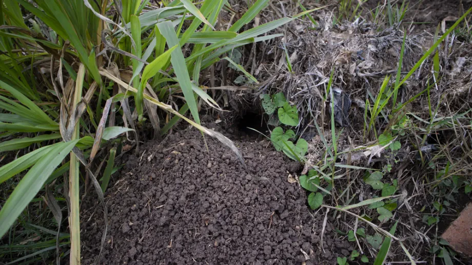 Alltagspraxis und präventive Gartenpflege gegen Schädlinge