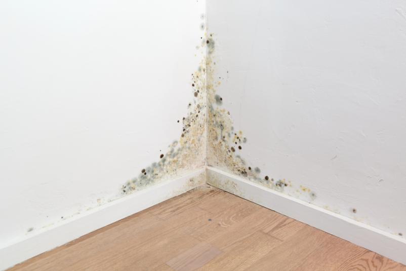 Bester Anbieter für die Beseitigung von Wasserschäden in Freudenstadt und Umgebung