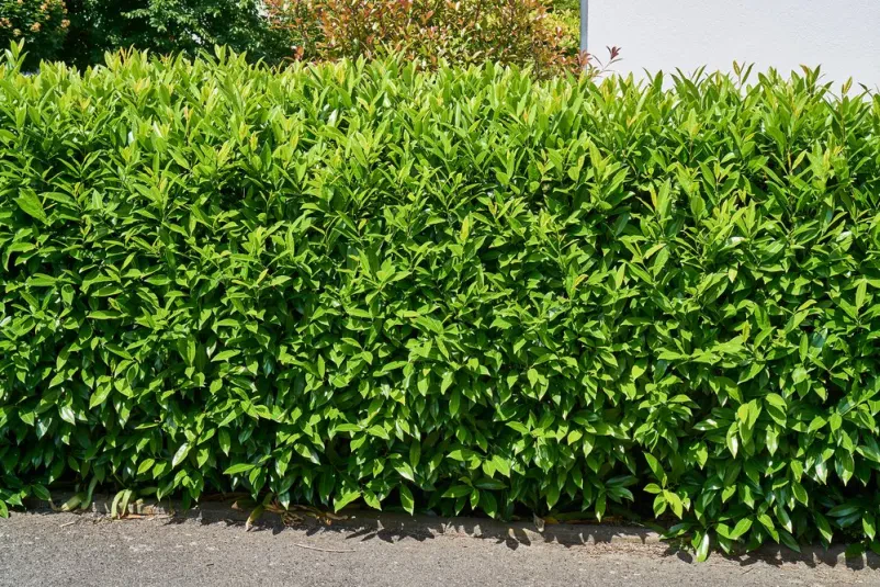 Das Angebot der besten Objektbetreuer und Gartenpfleger