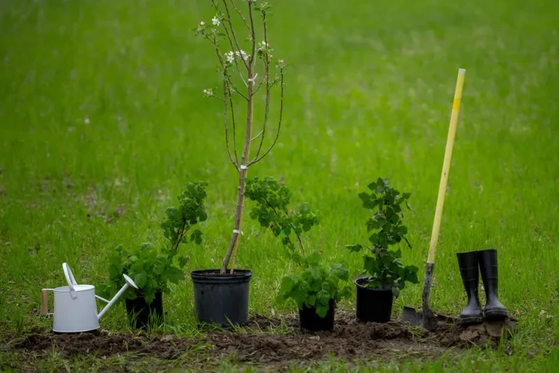 Fachgerechte Baumpflege in Sommerland und Steinburg