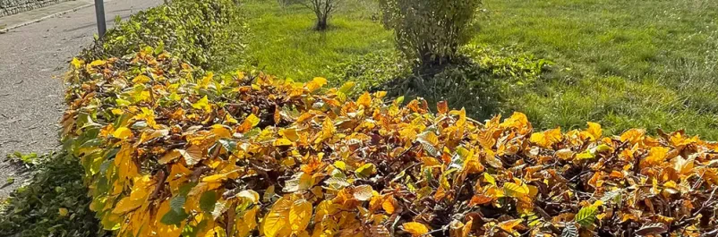 Kompetente Objektpflege in Zörbig und Umgebung