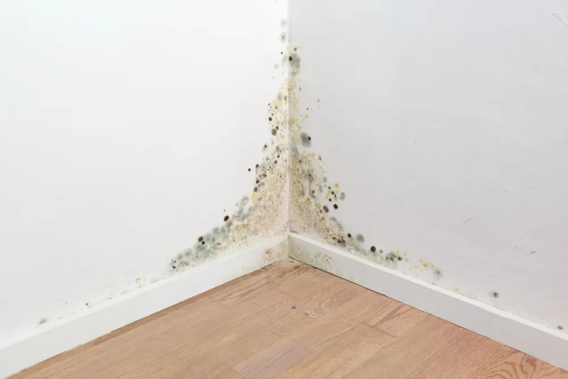 Professioneller Wasserschaden-Notruf Gröbenzell, München