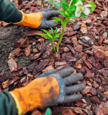 Guter Gartenpfleger in Hagen