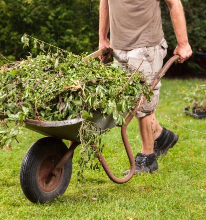 Gartenpfleger, Bäumeschneiden Selm