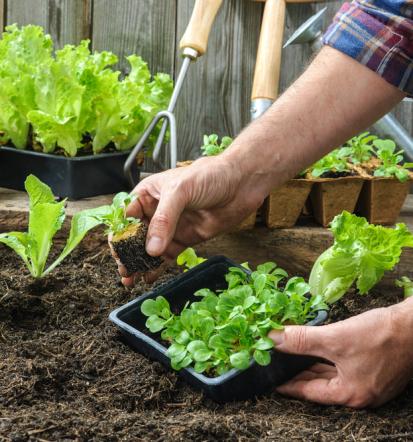 Günstiger Gartenbau Weißenfels