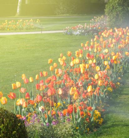 Guter Gartenbauer in Montabaur