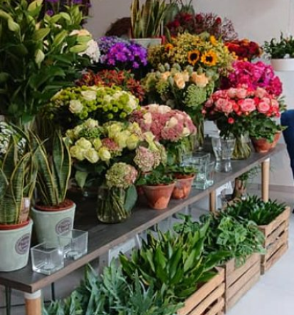 Zimmer- und Gartenpflanzen in Frankfurt
