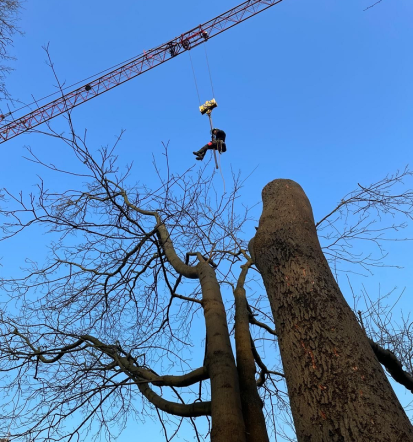 Baumpflege in Hamburg