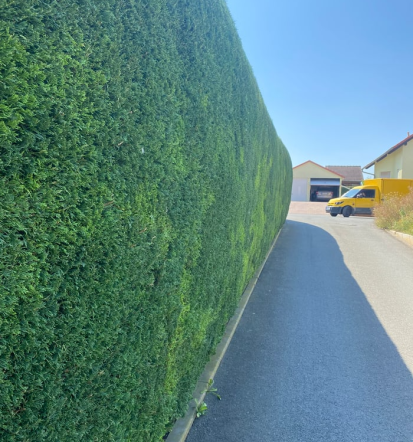 Hecke schneiden lassen