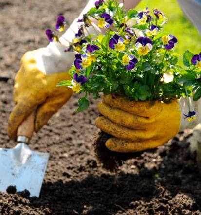 Günstige Gartenpflege in Kirchheimbolanden