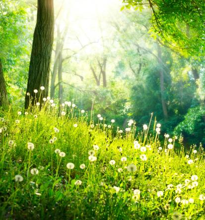 Online-Verkauf von Gartenhäusern in Deutschland