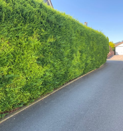 Hecke schneiden