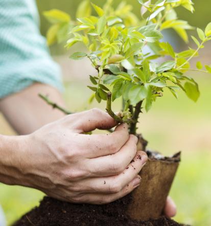 Fachgerechte Gartenpflege in Wetzlar