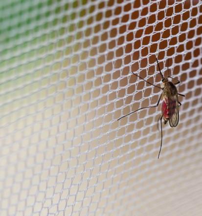 Maßgeschneiderter Insektenschutz in Trier