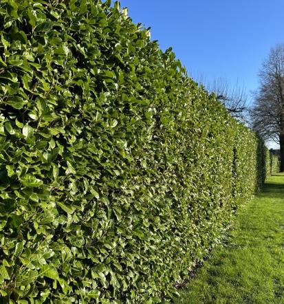 Professioneller Gartenbauer in Strausberg
