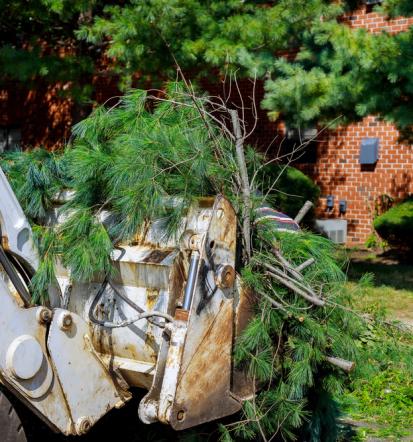Zuverlässiger Anbieter für Gartenentrümpelung in Colmar und Freiburg im Breisgau