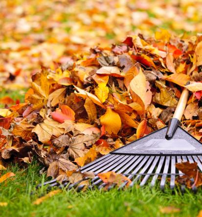 Günstiger Anbieter für Gartenentrümpelung in Colmar und Freiburg im Breisgau