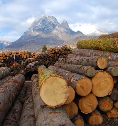Guter Anbieter für Brennholz Seesen