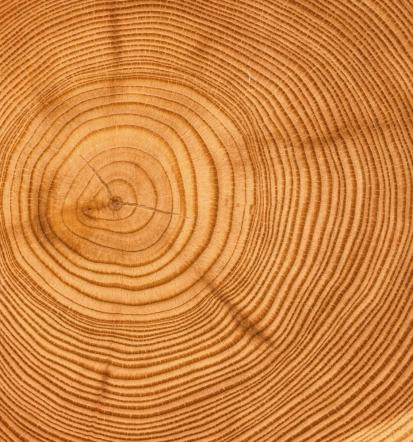 Gutes Brennholz Fichte Seesen