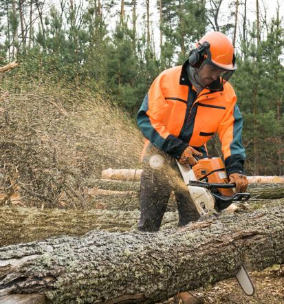 Gute und sichere Baumfällung in Salzgitter