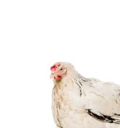 Verlässliche Geflügelzucht und -verkauf in Werther