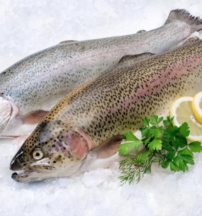 Gute Fische und Meeresfrüchte Sundhagen