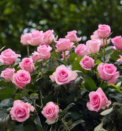 Bester Service für Naturgärten Mutterstadt und Umkreis